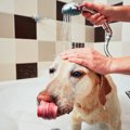 動物病院で出来る治…