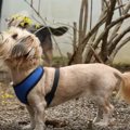 外飼いで2度も野犬に…