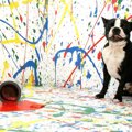 犬のアートが満載！N…