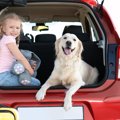 犬とのドライブで必…