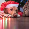 犬に絶対してはいけ…