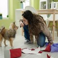 愛犬に『イライラ』…