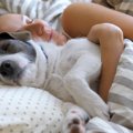 犬が『人間の布団』…