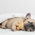 犬の『睡眠の質』を…