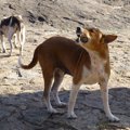 犬が地震前に見せる…