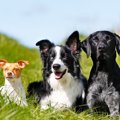 犬を多頭飼いしてい…