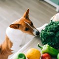 犬が病気になってい…