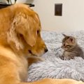 台風で『親猫と生き…