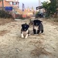 よちよち歩きの野良…