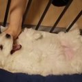 撫でて♡とっても甘え…