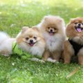 犬の多頭飼いで大変…