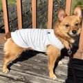 自傷癖のある保護犬…