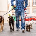 犬の『ノーリード』…