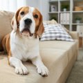 犬が人を慰めている…