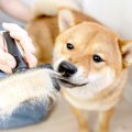 「毛がよく抜ける犬…