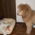 大型犬が子供に『寝…