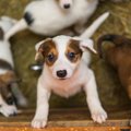 保護犬選びとお見合…