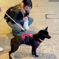 犬と一緒に『娘を空…