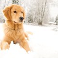 冬の犬のお散歩は「…
