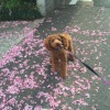 犬と楽しめる都内お…