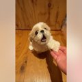 犬に『ガオー』をお…