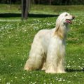 犬の毛をサラサラに…
