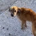 ガリガリで皮膚病と…
