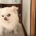 冷蔵庫を守護する犬…