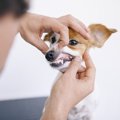 犬の口が臭くなって…