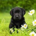 犬へのハーブの与え…
