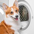 犬の『ベッド』NGな…