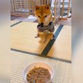 『小刻みにご飯に近…