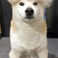 3日間、犬の抜け毛を…