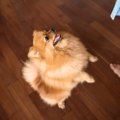 犬が『後ろ足で立つ…