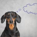 犬は小さい頃にお世…