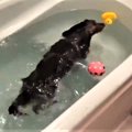 犬…いや、ゴマフアザ…