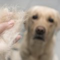 犬の毛が抜ける原因…