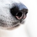犬が飼い主のオナラ…
