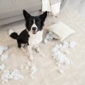 犬が『部屋を散らか…