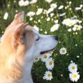 現代を生きる犬に必…