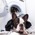 犬が服の上でゴロゴ…
