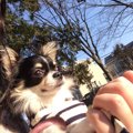 犬と楽しめるレジャ…