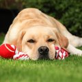 犬がおもちゃにすぐ…