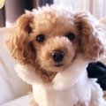 LAYLAのわんちゃん占…