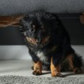 臆病な犬がよくする…