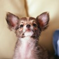 ペットショップに保…