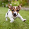 犬の興奮を抑える方…