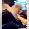 ボールを取ろうとす…