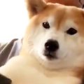 苦しゅうない。お膝…