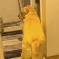 犬が早朝にコソコソ…